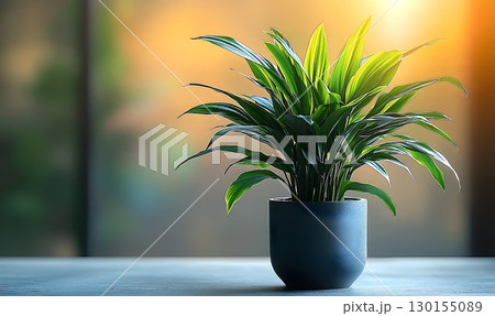 Lush Dracaena Plant in Dark Pot Bathed in Warm Sunlight Against 130155089