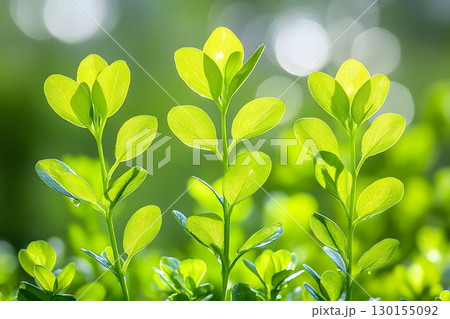 Three vibrant green saplings reach for sunlight against a bokeh Three vibrant green saplings reach for sunlight against a bokeh 130155092