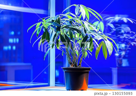 Indoor Plant in Black Pot with Blue Window Reflection and Lighti Indoor Plant in Black Pot with Blue Window Reflection and Lighti 130155093