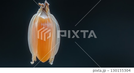 Closeup Detailed Orange Seed Pod Nature Botany Macro Photography ripe life stem leaf dark plant Closeup Detailed Orange Seed Pod Nature Botany Macro Photography ripe life stem leaf dark plant 130155304