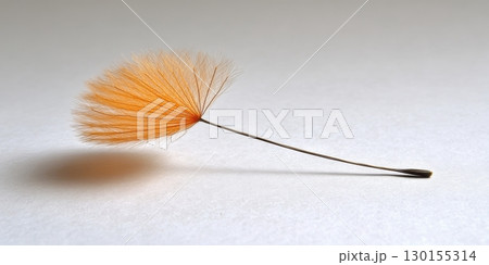 Delicate Orange Dandelion Seedhead Macro Photography Nature Soft Weed Stem Pale Plant Light Image 130155314