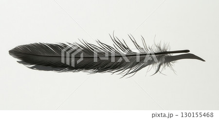 Single Elegant Black Feather Soft Shadow Minimalist Nature Photography up art bird dark fine wing 130155468
