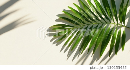 Elegant Tropical Palm Leaf Shadow Minimalist Summer Design Background Green Plant Beige Cream Fresh Elegant Tropical Palm Leaf Shadow Minimalist Summer Design Background Green Plant Beige Cream Fresh 130155485