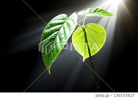 Sunlit Sprout: A Young Plant Reaching for Light Against a Dark B 130155627