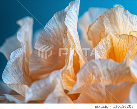 Close-Up of Delicate Dried Flower Petals on White Background 130156203