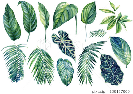 Watercolor illustrations tropical palm leaves, isolated on white background. Jungle Green leaf Watercolor illustrations tropical palm leaves, isolated on white background. Jungle Green leaf 130157009