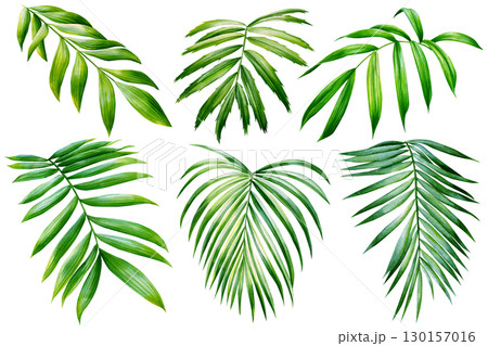 Green palm leaves on isolated white background botanical illustration, tropical flora hand drawing. Set watercolor plant 130157016