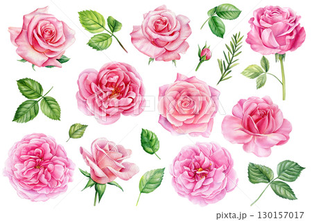 Summer set of beautiful flowers. Roses, buds and leaves on a white background, watercolor painting, pink floral elements 130157017