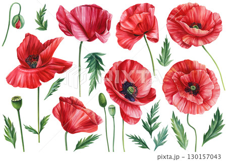 Set flowers red poppies, bud, leaf on white background, botanical hand painted watercolor clipart, flora design elements 130157043