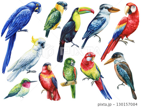 Tropical bird. macaw parrot and cockatoo, kookaburra, toucan and hummingbird, isolated background. Watercolor hand drawn 130157084