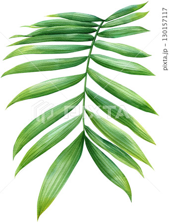 Green palm leaf on isolated white background botanical illustration, tropical flora hand drawing. Watercolor plant 130157117