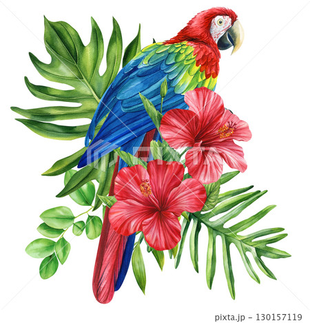 Watercolor tropical bird. Macaw red parrot, flower and leaf, isolated background. Watercolor illustration hand drawing 130157119