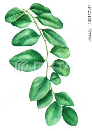 Green palm leaf on isolated white background botanical illustration, tropical flora hand drawing. Watercolor plant 130157144
