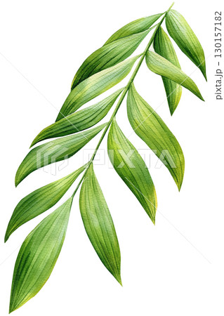 Green palm leaf on isolated white background botanical illustration, tropical flora hand drawing. Watercolor plant 130157182