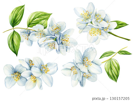 White flower, jasmine flowers isolated on white background. watercolor floral illustrations for invitation, card, design White flower, jasmine flowers isolated on white background. watercolor floral illustrations for invitation, card, design 130157205