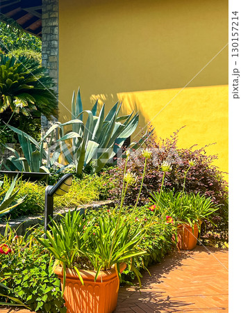 Display of Summer Flowering plants in Terracotta Pots on Terrace in italian yard Display of Summer Flowering plants in Terracotta Pots on Terrace in italian yard 130157214