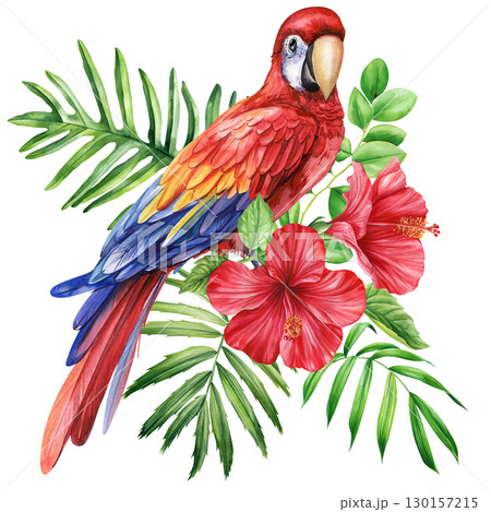 Beautiful tropical bird. Macaw red parrot, flowers and leaf in isolated background. Watercolor illustration hand drawing 130157215
