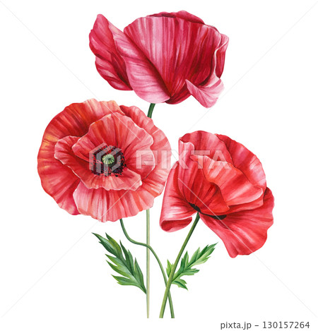 Red flowers. Poppy, buds and leaves on white background, watercolor illustration, floral clipart Red flowers. Poppy, buds and leaves on white background, watercolor illustration, floral clipart 130157264