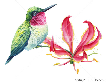 Tropical bird, hummingbird sits on a pink lily flower, white isolated background, watercolor hand drawn Tropical bird, hummingbird sits on a pink lily flower, white isolated background, watercolor hand drawn 130157282