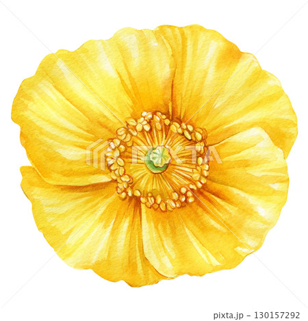 Yellow flower. Hand painted watercolor. Floral illustration for design, Yellow poppy on an white background 130157292