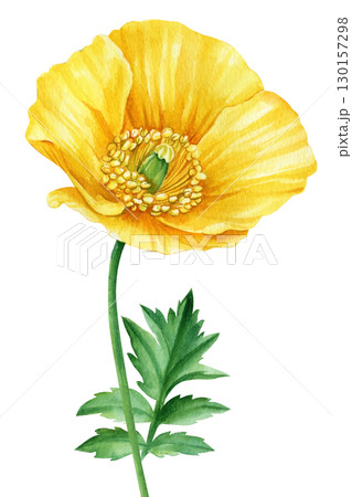 Yellow flower. Hand painted watercolor. Floral illustration for design, Yellow poppy on an white background Yellow flower. Hand painted watercolor. Floral illustration for design, Yellow poppy on an white background 130157298