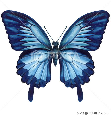 tropical blue butterfly isolated on white background. Watercolor hand drawn illustration. 130157308