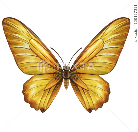 tropical yellow butterfly isolated on white background. Watercolor hand drawn illustration. 130157311