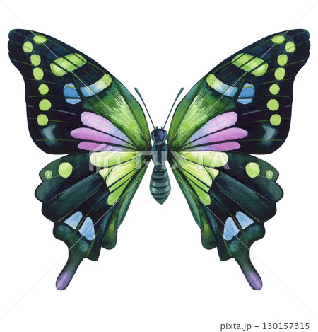 tropical colorful butterfly isolated on white background. Watercolor hand drawn illustration. 130157315
