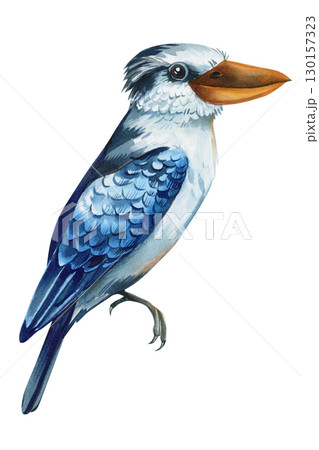 Tropical blue bird, kookaburra isolated on white background. Watercolor hand drawn painting. Colors bird clipart  130157323