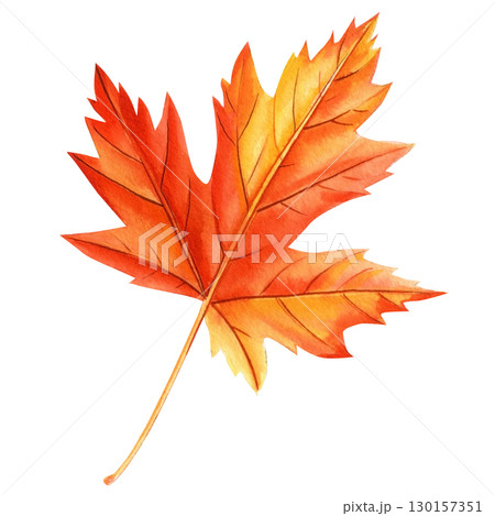 watercolor maple leaf, beautiful colorful autumn leaf isolated on white background 130157351