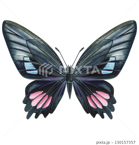 tropical black butterfly isolated on white background. Watercolor hand drawn illustration. 130157357