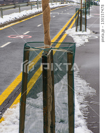 Wooden reinforcements for fixing newly planted young trees in park in winter 130157478