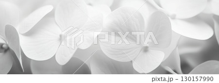 Soft white hydrangea petals creating a delicate floral arrangement in a serene setting 130157990