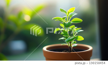 Growing plant in a sunlight-filled room showing fresh green leaves in a terracotta pot 130158454