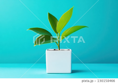 Green indoor plant in a white pot against a bright blue background 130158466