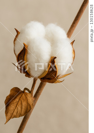 Cotton boll close up with dry brown leaf on stem, natural fiber plant detail showing soft white cotton and textured husk, organic agriculture concept with warm beige background 130158628