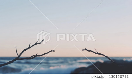 Coastal branches reaching towards the horizon during a serene sunset at the ocean 130158751