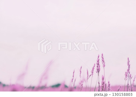 Fields of delicate pink grass sway under a cloudy sky at dusk in this serene landscape 130158803