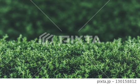 Lush greenery provides a serene backdrop in a quiet garden setting under gentle sunlight 130158812