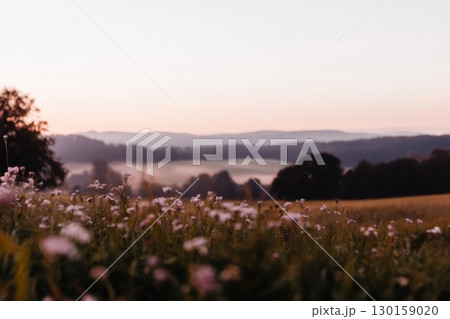 Morning light bathes wildflowers in a serene landscape at dawn 130159020