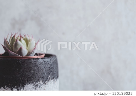 Beautiful succulent plant in a modern pot against a neutral background showcases natural elegance Beautiful succulent plant in a modern pot against a neutral background showcases natural elegance 130159023