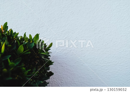 Green bush against a textured white wall in a serene outdoor setting during daylight hours Green bush against a textured white wall in a serene outdoor setting during daylight hours 130159032