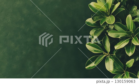 Lush green leaves frame a dark background creating a serene and tranquil atmosphere 130159063