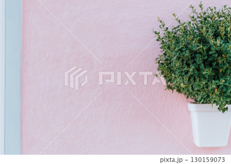 Potted plant on soft pink wall brings charm to contemporary decor setting in bright sunlight 130159073