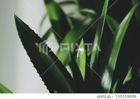 Close up of vibrant green plant leaves showing detailed textures in a well-lit indoor setting Close up of vibrant green plant leaves showing detailed textures in a well-lit indoor setting 130159086