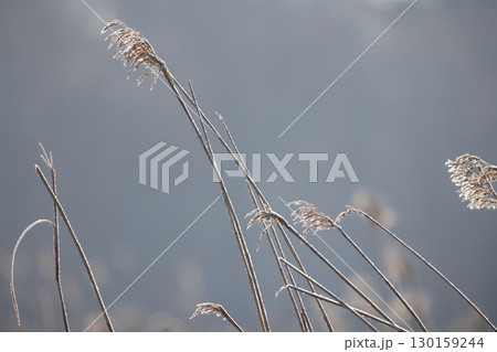Dried reed with frost seen up close, set against a soft, blurred blue background Dried reed with frost seen up close, set against a soft, blurred blue background 130159244
