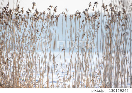 Dry reed stalks rise against a tranquil snowy backdrop 130159245