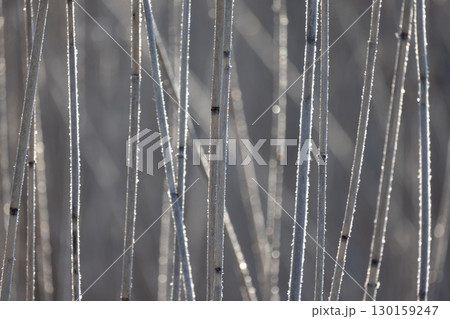 Frosty reed stems stand delicately upright against a peaceful, blurred background 130159247