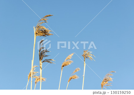 Golden reed stalks sway gently under a vividly clear blue sky Golden reed stalks sway gently under a vividly clear blue sky 130159250