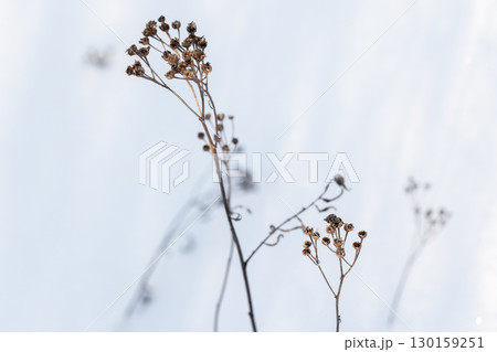 Dry tansy flowers placed over white snow background, abstract natural winter photo 130159251